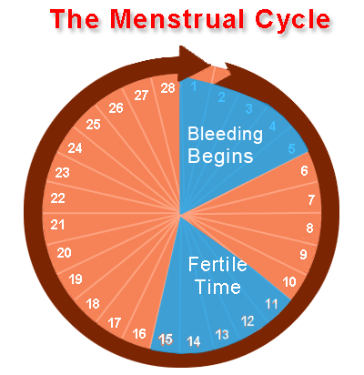 Woman S Cycle Chart